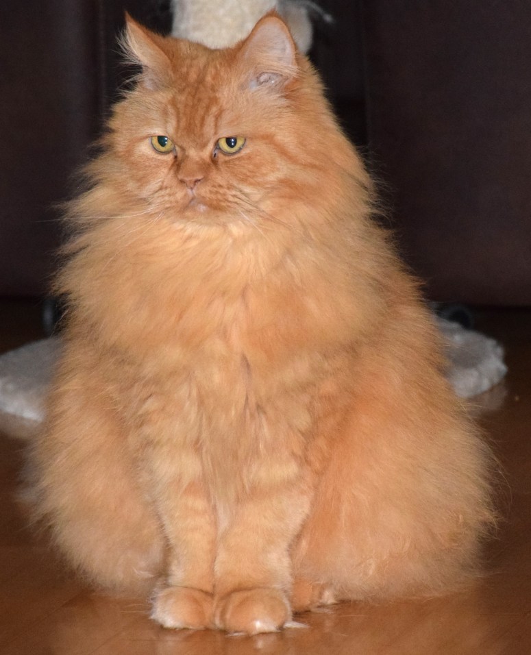 Banjer 2015-02-20, 03