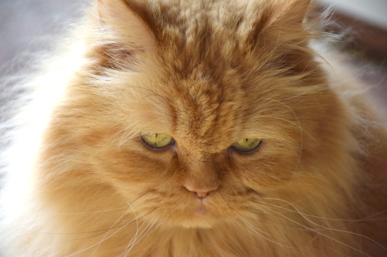 banjer-2016-03-06-03