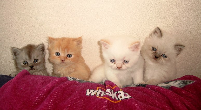 Banjer, Dazzle, Ricky en Teaser 2004-06-11, 04