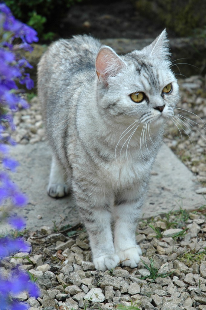 Bleu Tess 2006-07-21, 01