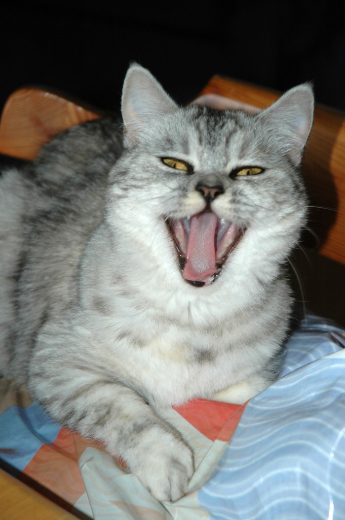 Bleu Tess 2006-08-11, 02