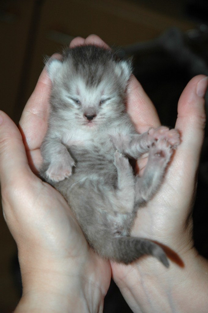 Blue Tess 2005-06-24, 02