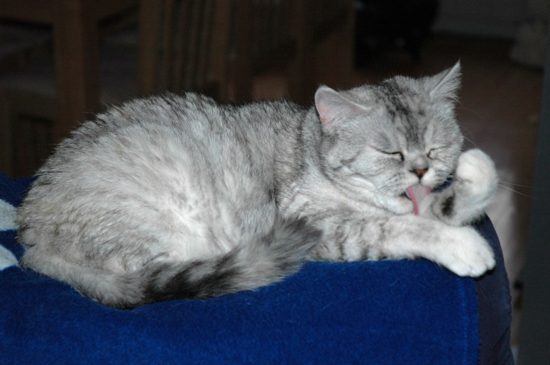 Blue Tess 2008-05-21, 03