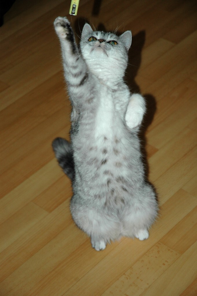 Blue Tess 2008-08-07, 08