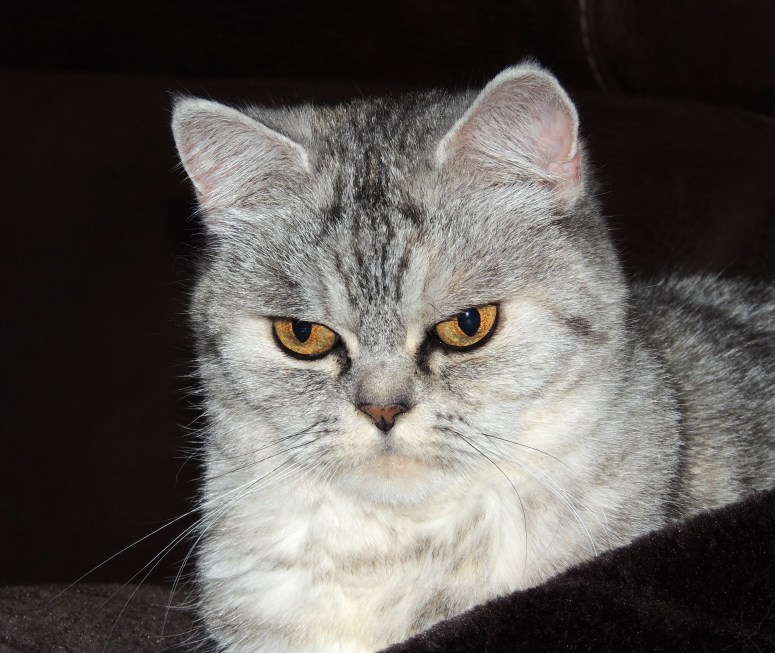 Blue Tess 2014-04-02, 02