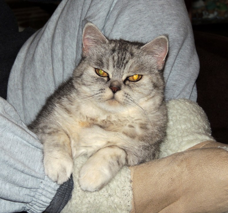 Blue Tess 2014-11-29, 01