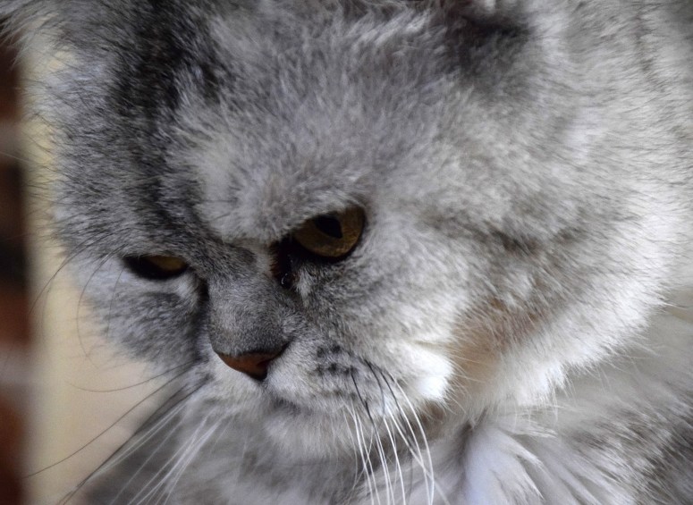 Blue Tess 2015-05-17, 03