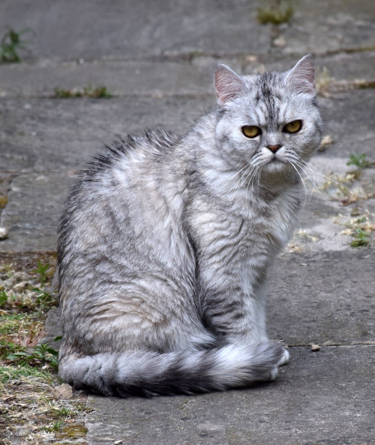 Blue Tess 2015-06-14, 01