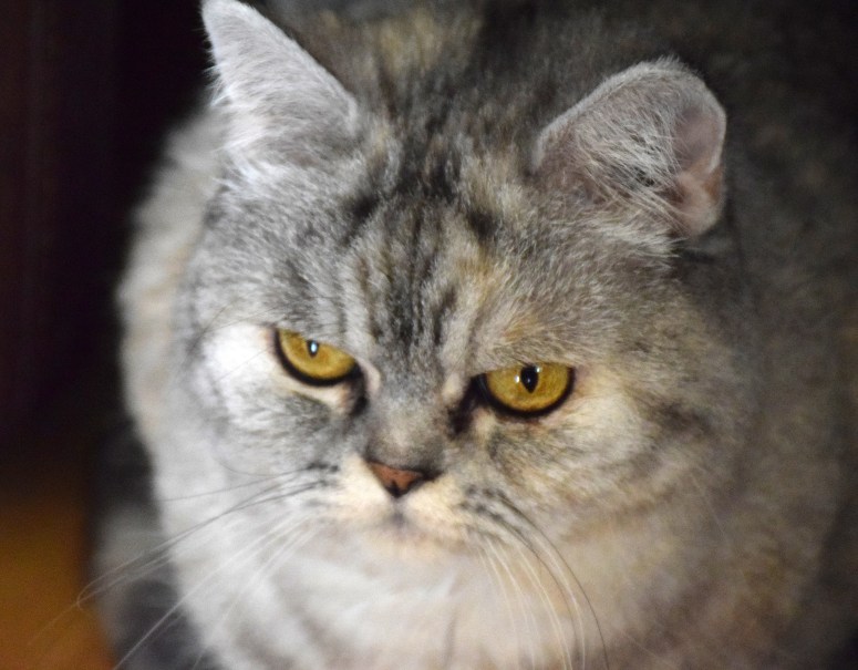 blue-tess-2016-03-06-04