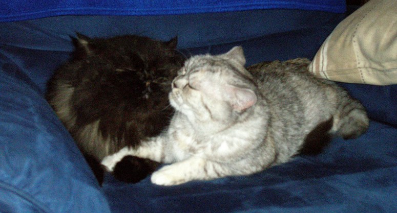 Blue Tess en Jessie 2007-01-22, 01