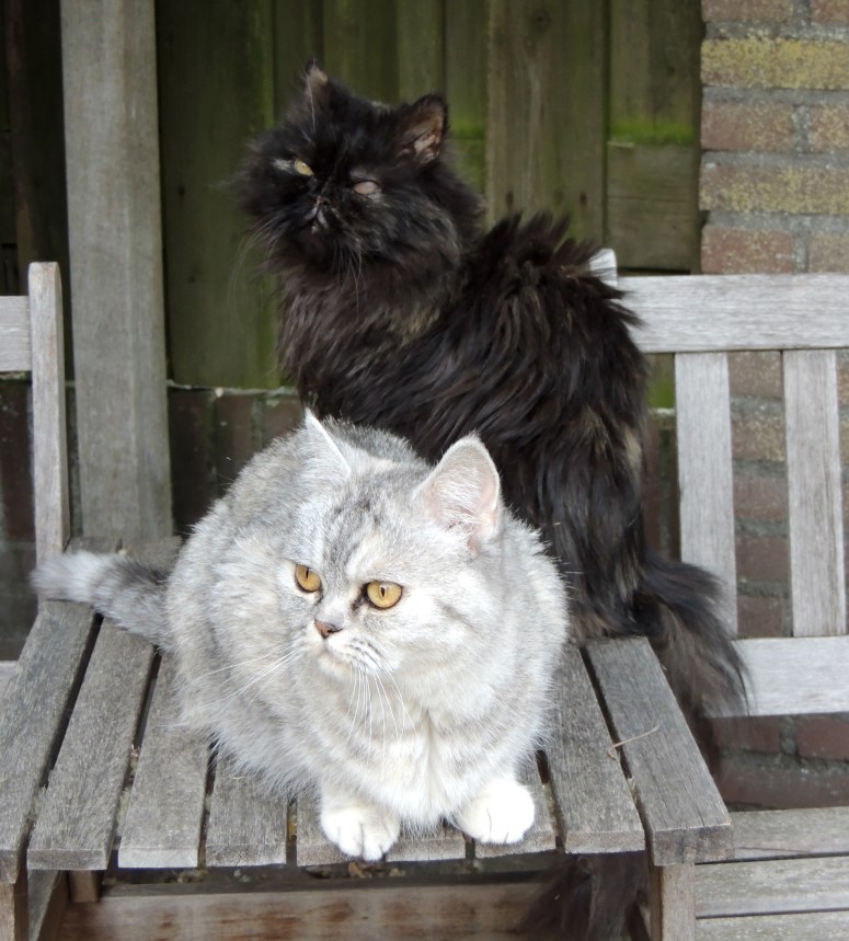 Blue Tess en Jessie 2013-06-19, 04