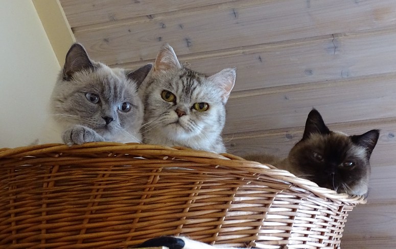 Blue Tess, Laleh en Mili 2015-04-09, 03