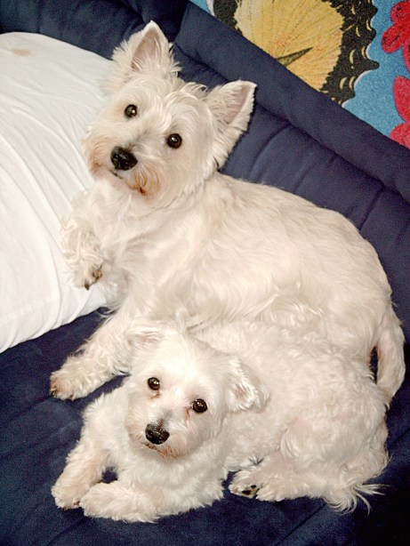 Medion DIGITAL CAMERA