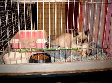 Feline 2002-11-03, 01