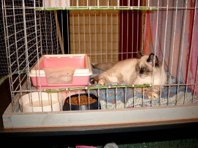 Feline 2002-11-03, 02