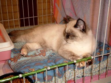 Feline 2002-11-03, 03