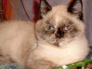 Feline 2002-11-03, 04