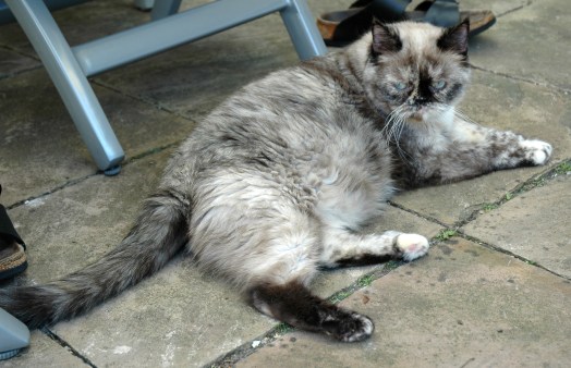 Feline 2006-07-21, 01