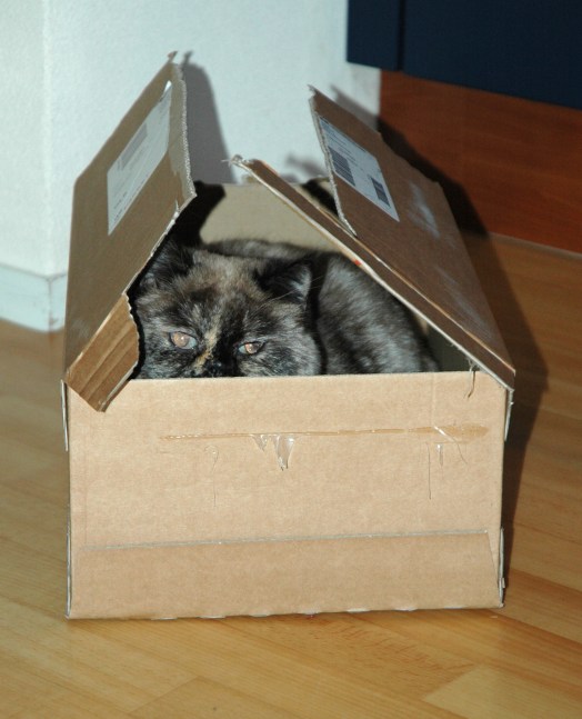 Feline 2009-03-11, 01