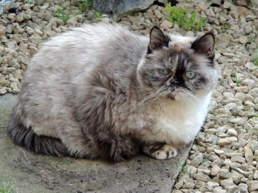 Feline 2013-07-08, 03