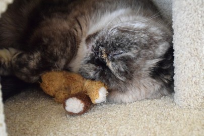 Feline 2015-04-18, 03