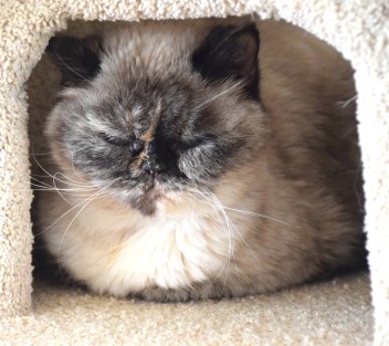 feline-2016-03-06-01