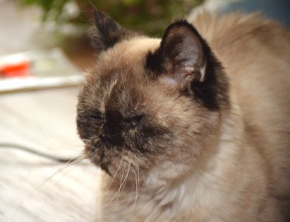 feline-2016-10-21-03