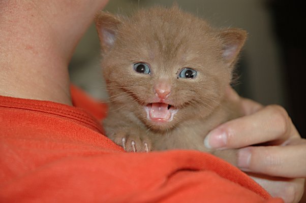 Healey 2004-08-19, 03