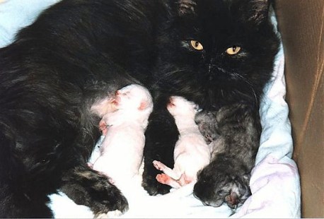 Jessie met jonge kittens