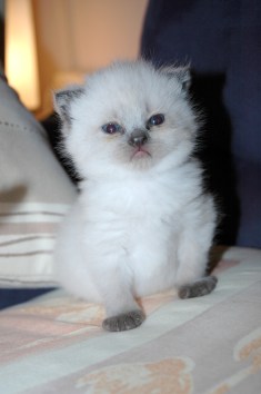 Laleh 2007-11-01, 05