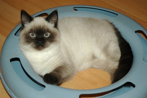 Laleh 2008-02-02, 02