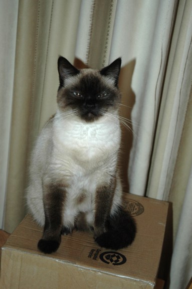 Laleh 2009-10-30, 04