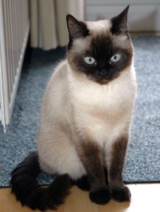 Laleh 2010-03-16, 03