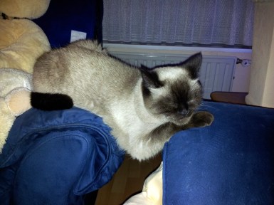 Laleh 2012-08-20, 03