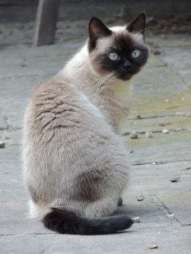 Laleh 2013-07-08, 01