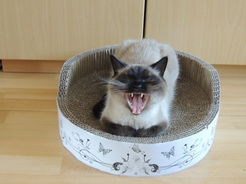 Laleh 2013-08-03, 01