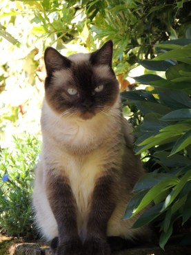 Laleh 2014-06-06, 02