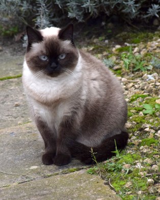 Laleh 2015-09-13, 01