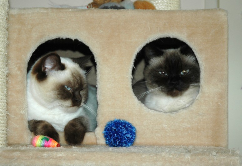 Laleh en Shanna 2011-06-23, 05