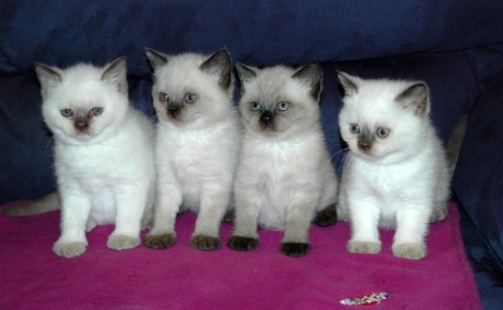 Punky, Elmo, Shanna en Gaia 2010-01-13, 21