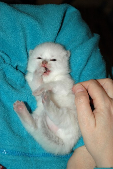 Shanna 2009-12-16, 07