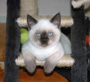 Shanna 2010-03-02, 02