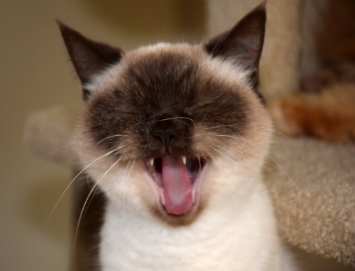 Shanna 2015-05-17, 04