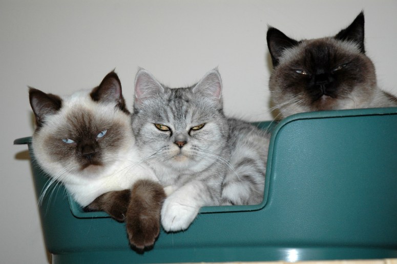 Shanna, Blue Tess en Laleh 2011-10-25 ,04