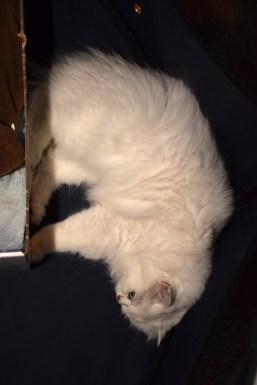 WK01_2016-04-05_002_bevalling