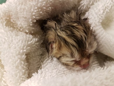 WK01_2016-04-05_005_bevalling