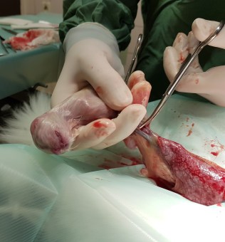 WK01_2016-04-05_014_bevalling