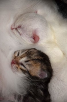 WK01_2016-04-07_071_Aislinn en Galen