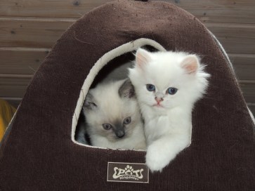 WK09_2016-06-03_047_Galen en Teigen