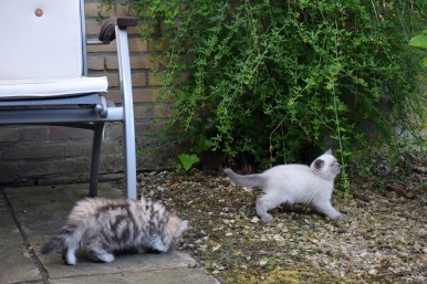 WK09_2016-06-05_063_Aislinn en Teigen